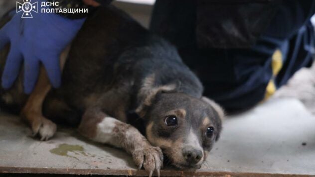 I cani sono stati rubati da Kremenchutsia
