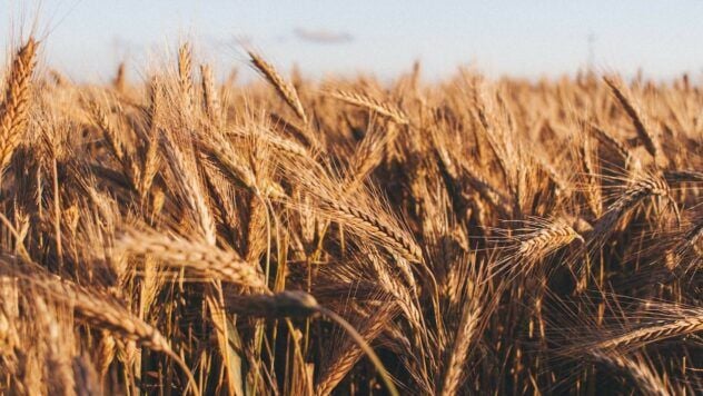 Gli agricoltori dell&#39;emisfero orientale sono costretti a consegnare il grano alle riserve russe — CNS