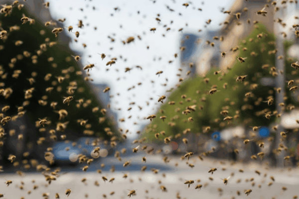 Attacchi massicci di api contro le persone in Francia: cosa li ha causati